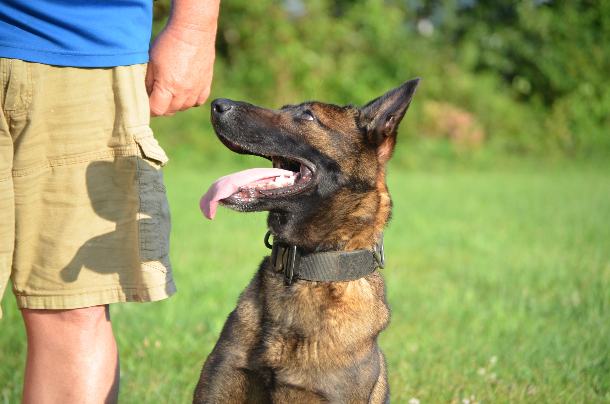 360 k9 training sales